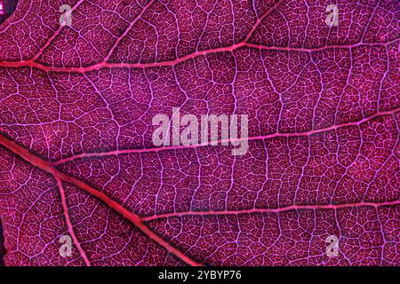 Texture de feuille rose, gros plan extrême, lignes naturelles Banque D'Images