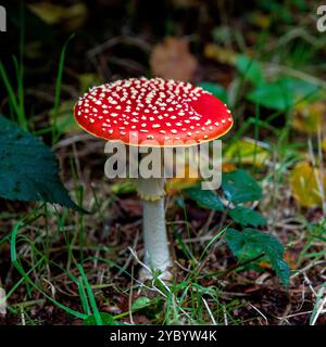 Champignon agarique ou amanita (Amanita muscaria) en automne, forêt de Koekelare, région de Bruges, Belgique. Banque D'Images