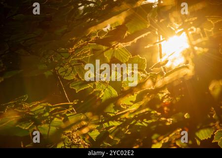 Le soleil brille brillamment à travers les feuilles des arbres en forêt. Format paysage. Banque D'Images