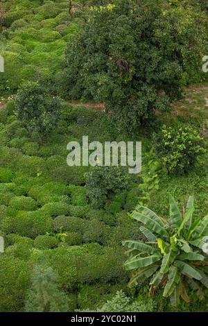 Vue panoramique des plantations de thé à Çayeli, Rize, Turquie – collines vertes luxuriantes et maisons traditionnelles dans un paysage rural turc Banque D'Images