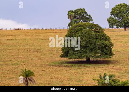 Anicuns, Goias, Brésil – 20 octobre 2024 : champ avec quelques arbres feuillus, au milieu des pâturages avec de l'herbe sèche. Banque D'Images