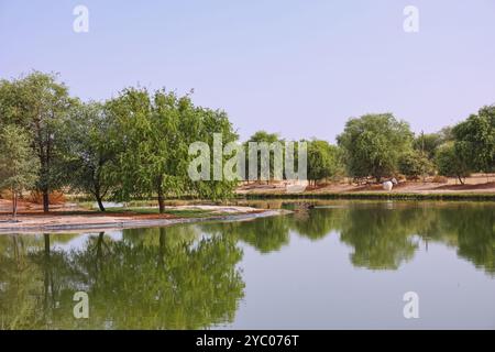 Lacs Al Qudra avec cygnes noirs et flamants roses dans la réserve de conservation du désert Al Marmoom, lieu populaire pour les loisirs et les pique-niques. Dubaï, Émirats arabes Unis Banque D'Images