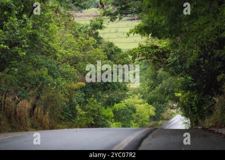 Anicuns, Goias, Brésil – 20 octobre 2024 : photo de branches et de feuillage d'arbres feuillus avec détail d'une route. Banque D'Images