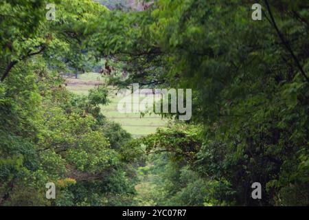 Anicuns, Goias, Brésil – 20 octobre 2024 : photo des branches et du feuillage des arbres feuillus sur la route. Banque D'Images