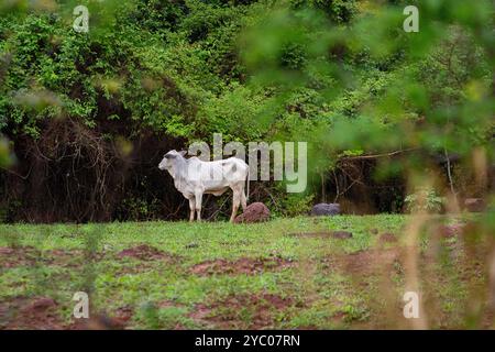 Anicuns, Goias, Brésil – 20 octobre 2024 : un boeuf blanc, seul dans un pâturage vert frais. Banque D'Images