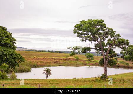 Anicuns, Goias, Brésil – 20 octobre 2024 : un paysage sur les rives de la GO-326 à Anicuns, avec un petit lac et quelques arbres autour par temps nuageux. Banque D'Images