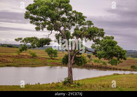 Anicuns, Goias, Brésil – 20 octobre 2024 : un paysage sur les rives de la GO-326 à Anicuns, avec un petit lac et quelques arbres autour par temps nuageux. Banque D'Images