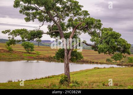 Anicuns, Goias, Brésil – 20 octobre 2024 : un paysage sur les rives de la GO-326 à Anicuns, avec un petit lac et quelques arbres autour par temps nuageux. Banque D'Images