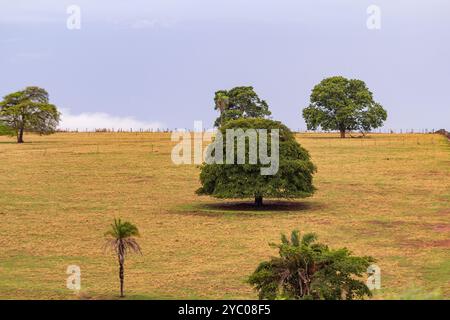 Anicuns, Goias, Brésil – 20 octobre 2024 : champ avec quelques arbres feuillus, au milieu des pâturages avec de l'herbe sèche. Banque D'Images