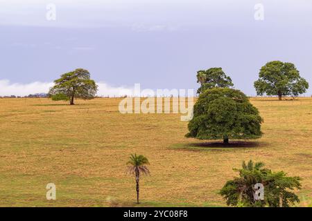 Anicuns, Goias, Brésil – 20 octobre 2024 : champ avec quelques arbres feuillus, au milieu des pâturages avec de l'herbe sèche. Banque D'Images