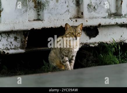 portraits de chats errants dans la rue Banque D'Images