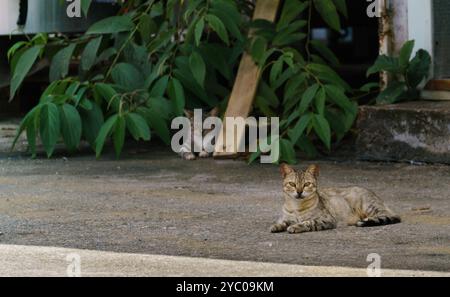 portraits de chats errants dans la rue Banque D'Images