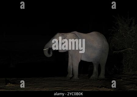 Famille d'éléphant d'afrique près du barrage d'eau. Troupeau d'éléphants pendant le safari de nuit. Faune dans le parc national Kruger. Banque D'Images