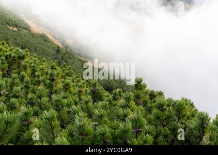 Pins verts luxuriants poussant sur une pente de montagne couverte de brume par une journée ensoleillée. Banque D'Images