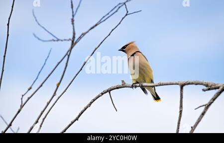 Une cire de cèdre ' Bombycilla cedrorum ' pearches sur une branche sur un fond de ciel bleu. Banque D'Images