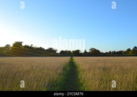 Promenade dans les champs et les bois à la mi-octobre à Downe, près de Charles Darwin's Down House. Lumière du soir comme 40 minutes avant le coucher du soleil par temps clair Banque D'Images