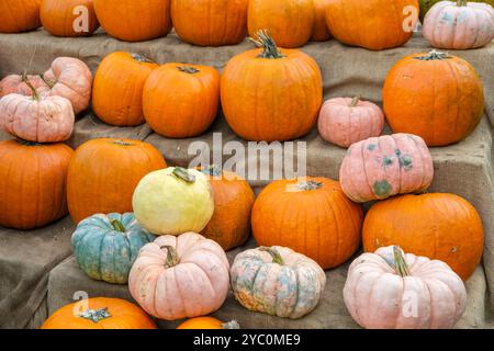Citrouilles de différentes couleurs sur tissu, parfaites pour le thème de récolte d'automne Banque D'Images