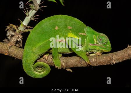 Un mignon caméléon à col lambda (Chamaeleo dilepis) sur une branche Banque D'Images