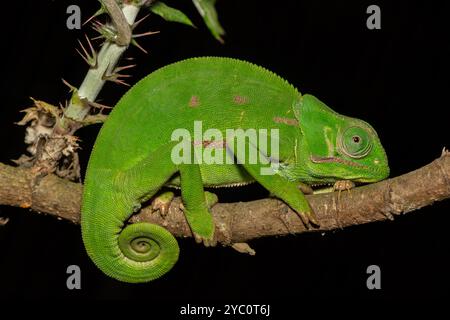 Un mignon caméléon à col lambda (Chamaeleo dilepis) sur une branche Banque D'Images