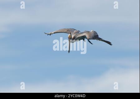 Un Pelican vole avec des ailes étalés sur Un fond ciel bleu Banque D'Images