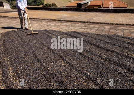 Travailleur trace le café pendant le processus de séchage des grains dans le sud-est du Brésil Banque D'Images