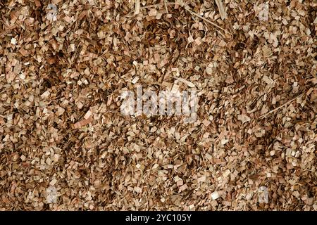 vue sur la texture du stockage des copeaux de bois d'eucalyptus Banque D'Images