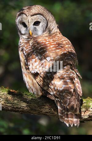 Hibou barré debout sur une branche d'arbre à fond vert, Québec, Canada Banque D'Images