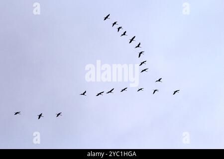 Grues dans le ciel, septembre, Mecklembourg-Poméranie occidentale, Allemagne, Europe Banque D'Images