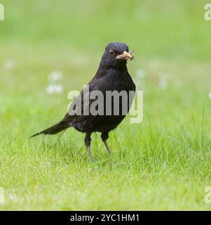 Blackbird (Turdus merula), mâle buvant sur une pelouse, basse-Saxe, Allemagne, Europe Banque D'Images