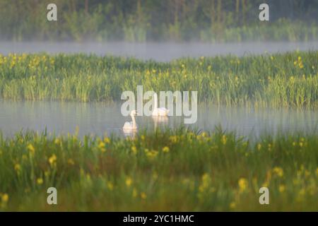 Cygnes muets (Cygnus olor) nageant sur un étang dans une zone humide, fleurs jaunes floues de l'iris des marais (Iris pseudacorus), brume matinale, Thuringe, allemand Banque D'Images