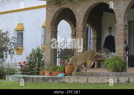 Guépard (Acinonyx jubatus), prairie, captif Banque D'Images