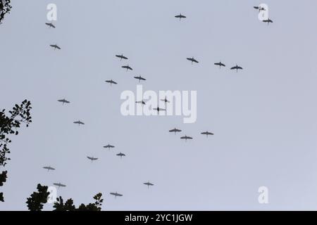 Grues dans le ciel, septembre, Mecklembourg-Poméranie occidentale, Allemagne, Europe Banque D'Images