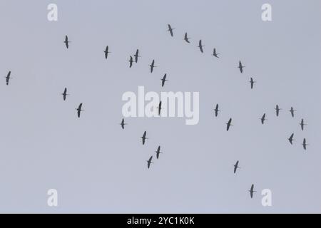 Grues dans le ciel, septembre, Mecklembourg-Poméranie occidentale, Allemagne, Europe Banque D'Images