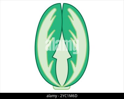 Chou chinois frais légume naturel végétarien végétarien biologique produit vert ensemble d'icônes de conception de couleur verte Illustration de Vecteur