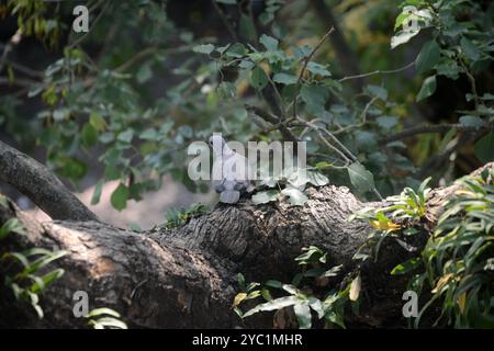 Siliguri, Bengale occidental, Inde. 21 octobre 2024. Un oiseau de colombe est assis sur une branche d'arbre à Siliguri. (Crédit image : © Diptendu Dutta/ZUMA Press Wire) USAGE ÉDITORIAL SEULEMENT! Non destiné à UN USAGE commercial ! Banque D'Images