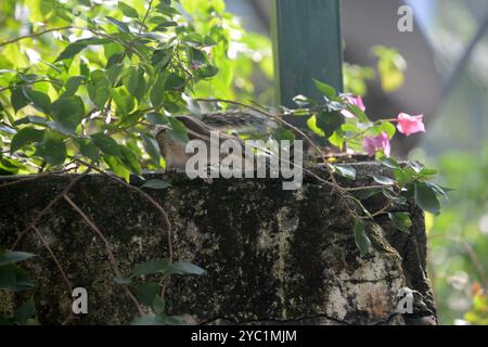 Siliguri, Bengale occidental, Inde. 21 octobre 2024. Un écureuil est vu sur un mur à Siliguri. (Crédit image : © Diptendu Dutta/ZUMA Press Wire) USAGE ÉDITORIAL SEULEMENT! Non destiné à UN USAGE commercial ! Banque D'Images