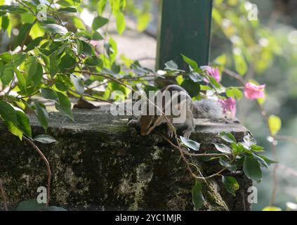 Siliguri, Bengale occidental, Inde. 21 octobre 2024. Un écureuil est vu sur un mur à Siliguri. (Crédit image : © Diptendu Dutta/ZUMA Press Wire) USAGE ÉDITORIAL SEULEMENT! Non destiné à UN USAGE commercial ! Banque D'Images