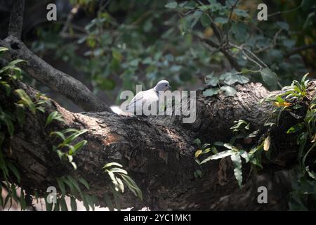 Siliguri, Bengale occidental, Inde. 21 octobre 2024. Un oiseau de colombe est assis sur une branche d'arbre à Siliguri. (Crédit image : © Diptendu Dutta/ZUMA Press Wire) USAGE ÉDITORIAL SEULEMENT! Non destiné à UN USAGE commercial ! Banque D'Images