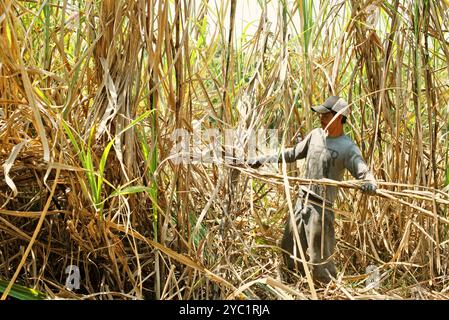 Un travailleur qui récolte de la canne à sucre dans une zone de plantation, qui est géré pour fournir la ligne de production de la sucrière de Tasikmadu à Karanganyar, Java central, Indonésie. Banque D'Images