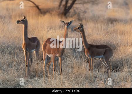 Gerenuk, Litocranius walleri, Bovidae, Buffalo Spring Game Reserve, Samburu National Reserve, Kenya, Afrique Banque D'Images