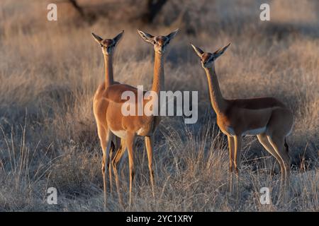 Gerenuk, Litocranius walleri, Bovidae, Buffalo Spring Game Reserve, Samburu National Reserve, Kenya, Afrique Banque D'Images