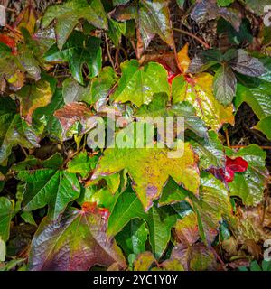 Feuilles de lierre Boston en couleur automne Banque D'Images