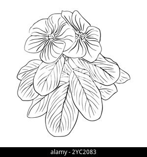 Arrangement floral de catharanthus avec des feuilles dessinées à la main dans le style croquis. Fleur de pervenche. Illustration vectorielle Illustration de Vecteur