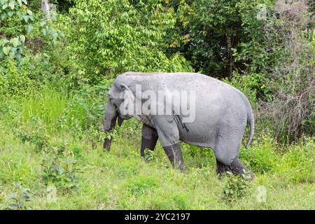 Éléphants d'Asie dans un sanctuaire éthique d'éléphants près de Chiang mai, Thaïlande, Asie Banque D'Images