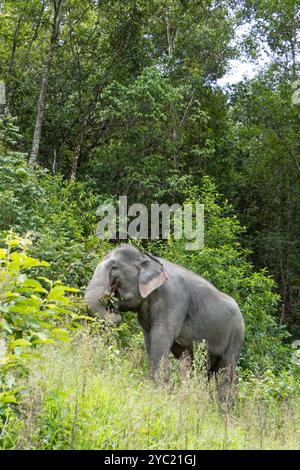 Éléphants d'Asie dans un sanctuaire éthique d'éléphants près de Chiang mai, Thaïlande, Asie Banque D'Images