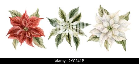 Poinsettia fleurs. Ensemble de plantes traditionnelles de décoration d'hiver de Noël. Aquarelle dessinée à la main illustration florale vintage isolée pour Noël wi Banque D'Images