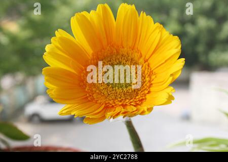 Fleur de gerbera (Gerbera × hybrida) de couleur jaune doré. Banque D'Images