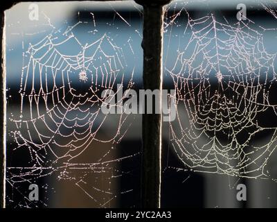 Toute la longueur de la Tamise en abandon est très pittoresque. Mais voici une vue très peu de touristes ou de touristes ne verront jamais - toiles d'araignée tôt le matin automnal sur les balustrades victoriennes qui font face à Wilsham Road, qui longe le front de mer entre St Helens Wharf et la Marina .. Pourquoi sont-ils si visibles à cette période de l'année, demandez-vous? Il y a deux raisons - tout d'abord les brumes douces tôt le matin de la rivière les fait s'allumer magiquement - juste comme cela - quand le soleil est bas. Et deuxièmement, les araignées doivent se reproduire avant de mourir. Ça veut dire qu'ils doivent s'engraisser. Et cela signifie qu'ils n Banque D'Images