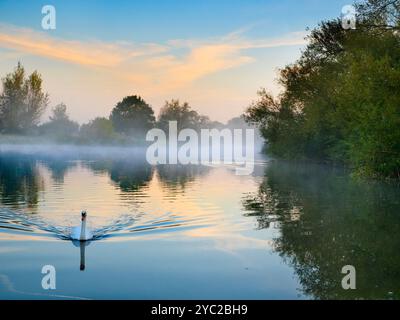 Cygne solitaire au lever du soleil sur la Tamise à Radley. Première lumière luminescente au-dessus d'un beau tronçon de la Tamise par Radley Boathouse. Fondé en 1921, le hangar à bateaux sert le Radley College et les amateurs d'aviron locaux depuis plus d'un siècle. Voir des cygnes comme celui-ci sur un matin d'automne brumeux me rappelle irrésistiblement le cygne de Tuonela, un cygne mystique qui nage pour toujours dans le monde souterrain dans la grande épopée mythologique finlandaise The Kalevala peut-être que c'est juste moi ? Banque D'Images