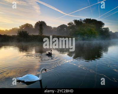 Cygnes au lever du soleil sur la Tamise à Radley. Première lumière luminescente au-dessus d'un beau tronçon de la Tamise par Radley Boathouse. Fondé en 1921, le hangar à bateaux sert le Radley College et les amateurs d'aviron locaux depuis plus d'un siècle. Voir des cygnes comme celui-ci sur un matin d'automne brumeux me rappelle irrésistiblement le cygne de Tuonela, un cygne mystique qui nage pour toujours dans le monde souterrain dans la grande épopée mythologique finlandaise The Kalevala peut-être que c'est juste moi ? Banque D'Images